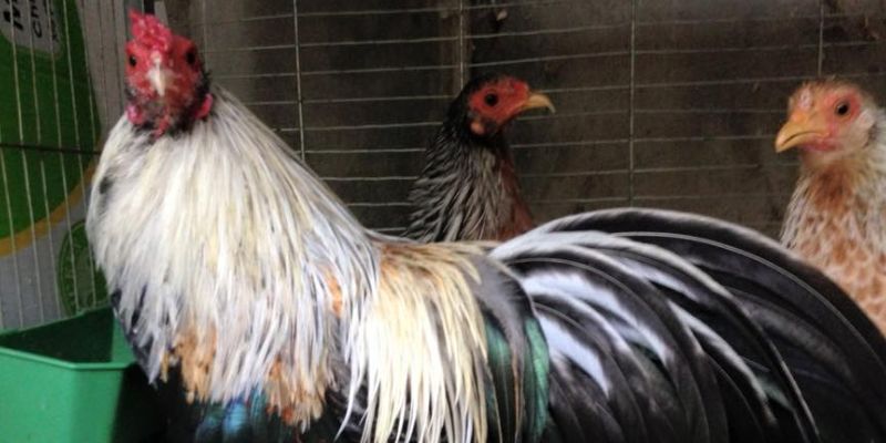 Loại gà chiến chuối có bộ lông xám tương ứng với ngày mộc Loại gà chiến chuối có bộ lông xám tương ứng với ngày mộc